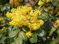 Mahonia POSPOLITA