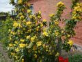 Mahonia POSPOLITA