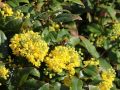 Mahonia POSPOLITA