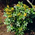 Mahonia POSPOLITA