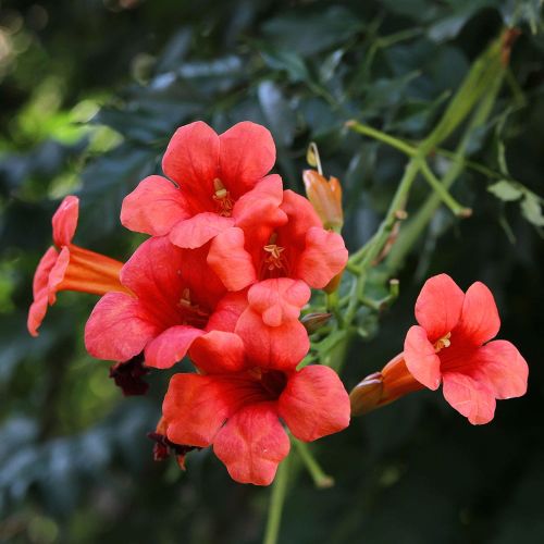 Amerikanische Trompetenblume FLAMENCO