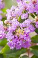 Lagerstroemia indyjska VIOLET FILLI