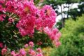 Lagerstroemia indyjska RED FILLI