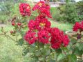 Lagerstroemia indyjska RED FILLI