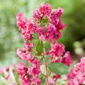Lagerstroemia indyjska RED FILLI