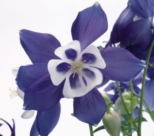 Orlik Blau SPRING MAGIC BLUE WHITE