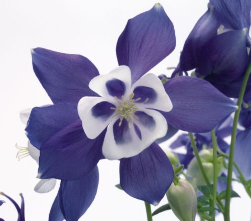 Orlik Blau SPRING MAGIC BLUE WHITE