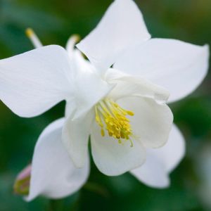 Orliks Blau  SPRING MAGIC WHITE
