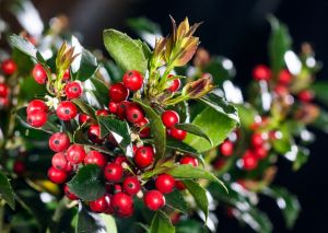 Ilex BLUE ANGEL