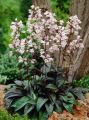 PANSTEMON PALCZASTY HUSKER RED