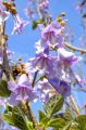 PAULOWNIA SHAN TONG