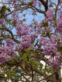PAULOWNIA SHAN TONG