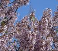 PAULOWNIA SHAN TONG