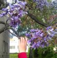 PAULOWNIA SHAN TONG
