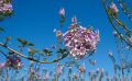 PAULOWNIA SHAN TONG