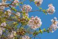 PAULOWNIA SHAN TONG