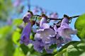 PAULOWNIA SHAN TONG