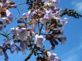 PAULOWNIA SHAN TONG