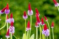 PIERWIOSNEK VIALA RED HOT POKER