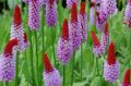 PIERWIOSNEK VIALA RED HOT POKER