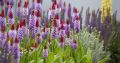 PIERWIOSNEK VIALA RED HOT POKER