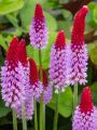 PIERWIOSNEK VIALA RED HOT POKER