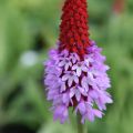 PIERWIOSNEK VIALA RED HOT POKER