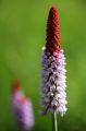 PIERWIOSNEK VIALA RED HOT POKER