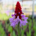 PIERWIOSNEK VIALA RED HOT POKER