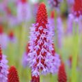 PIERWIOSNEK VIALA RED HOT POKER