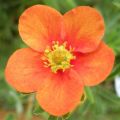 PIĘCIORNIK krzewiasty TANGERINE