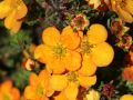 PIĘCIORNIK krzewiasty TANGERINE
