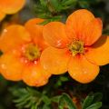 PIĘCIORNIK krzewiasty TANGERINE