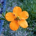 PIĘCIORNIK krzewiasty TANGERINE