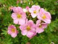 PIĘCIORNIK krzewiasty PINK QUEEN