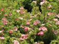 PIĘCIORNIK krzewiasty PINK QUEEN