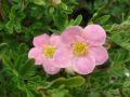 PIĘCIORNIK krzewiasty PINK QUEEN