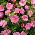 PIĘCIORNIK krzewiasty PINK QUEEN