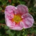 PIĘCIORNIK krzewiasty PINK QUEEN