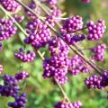 Pięknotka Bodiniera PROFUSION