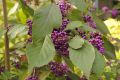 Pięknotka Bodiniera PROFUSION