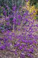 Pięknotka Bodiniera PROFUSION