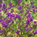 Pięknotka Bodiniera PROFUSION