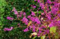 Pięknotka Bodiniera PROFUSION