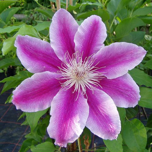 CLEMATIS DOCTOR RUPPEL