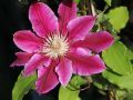 Powojnik CLEMATIS DOCTOR RUPPEL
