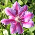 Powojnik CLEMATIS DOCTOR RUPPEL