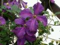 Powojnik CLEMATIS Polish Spirit