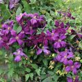 Powojnik CLEMATIS Polish Spirit