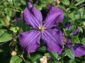 Powojnik CLEMATIS Polish Spirit